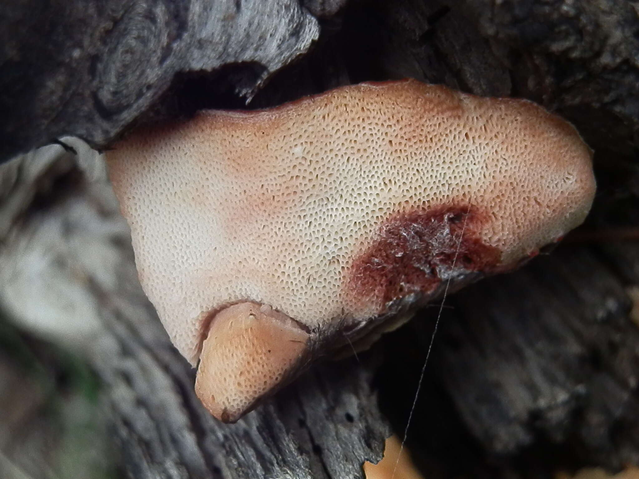 Image of Leptoporus mollis (Pers.) Quél.