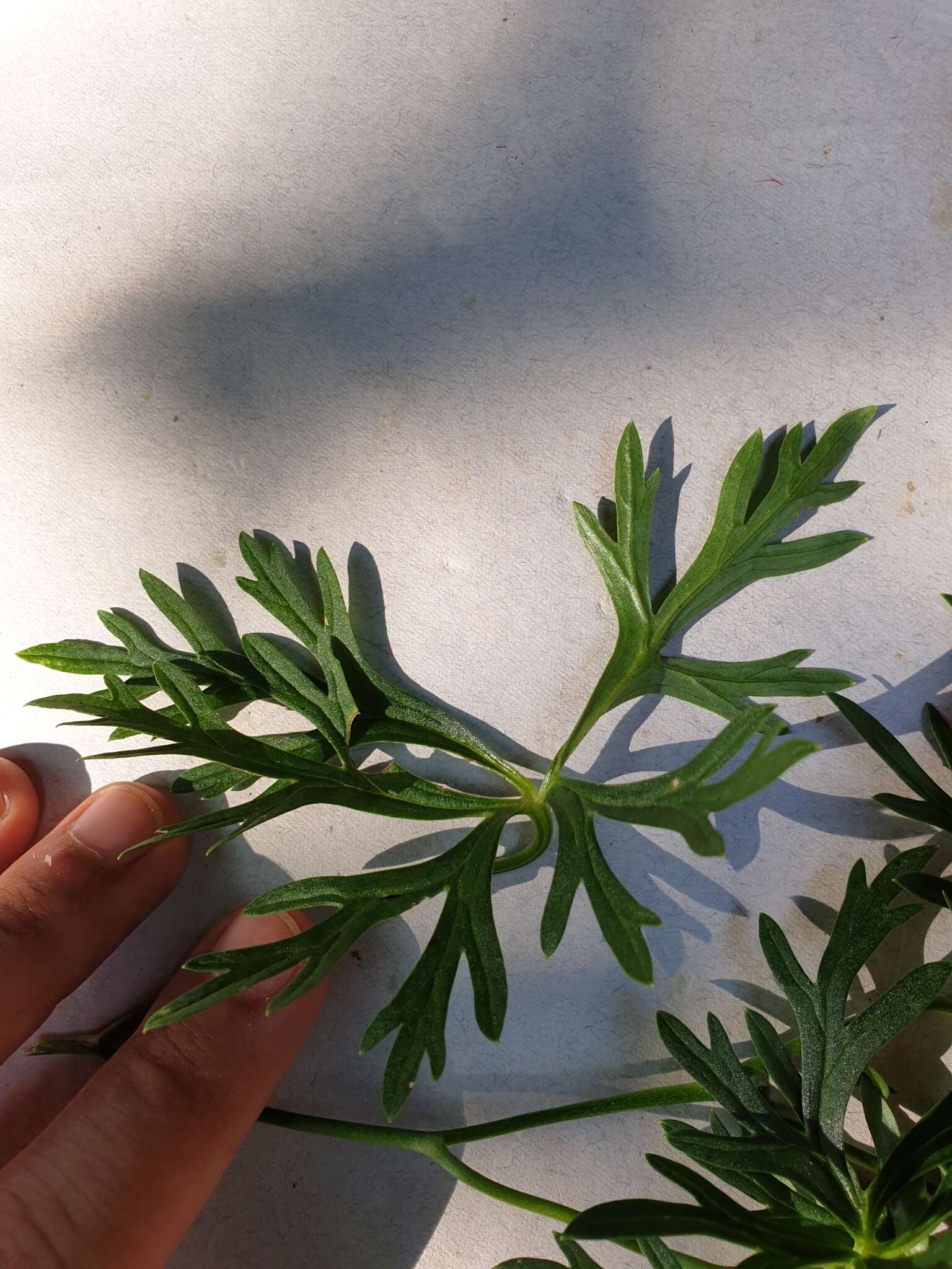 Image of Aconitum angustifolium Bernh. ex Rchb.