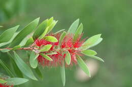 صورة Callistemon rigidus R. Br.