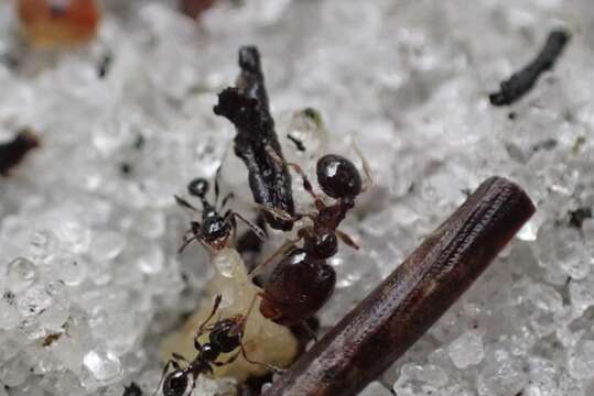 Image of Pheidole adrianoi Naves 1985