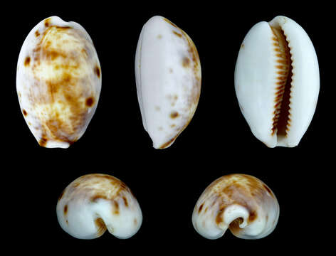 Image of bobcat cowrie