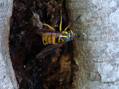 Image of Spilomyia alcimus (Walker 1849)