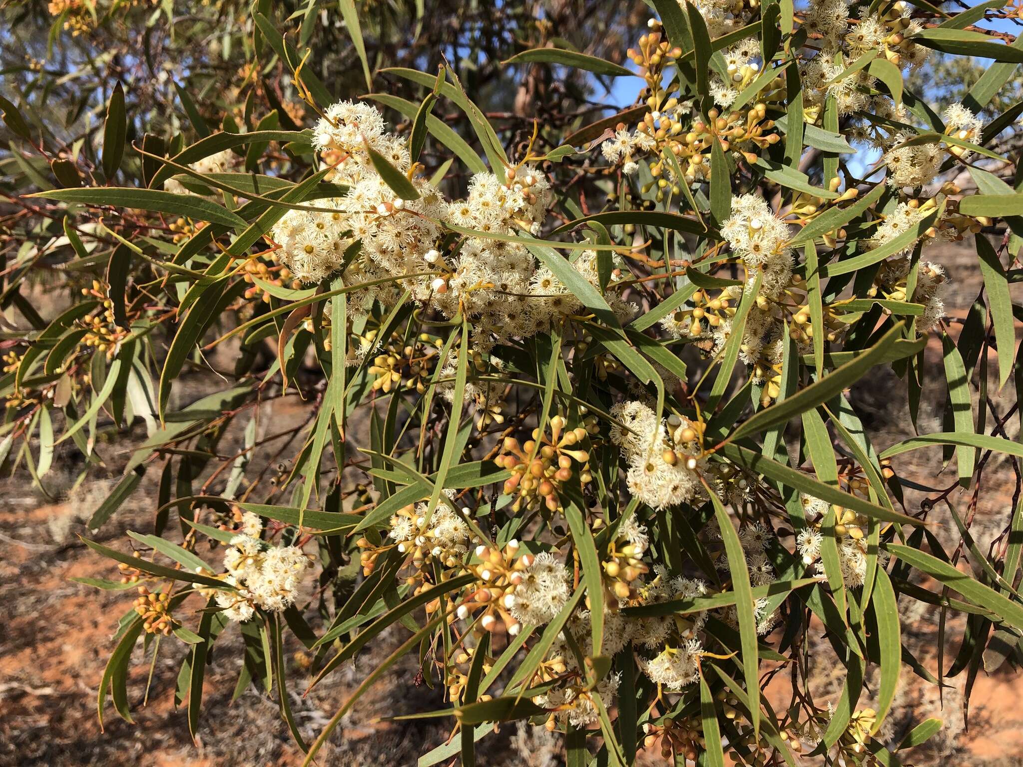 Sivun Eucalyptus gracilis F. Müll. kuva