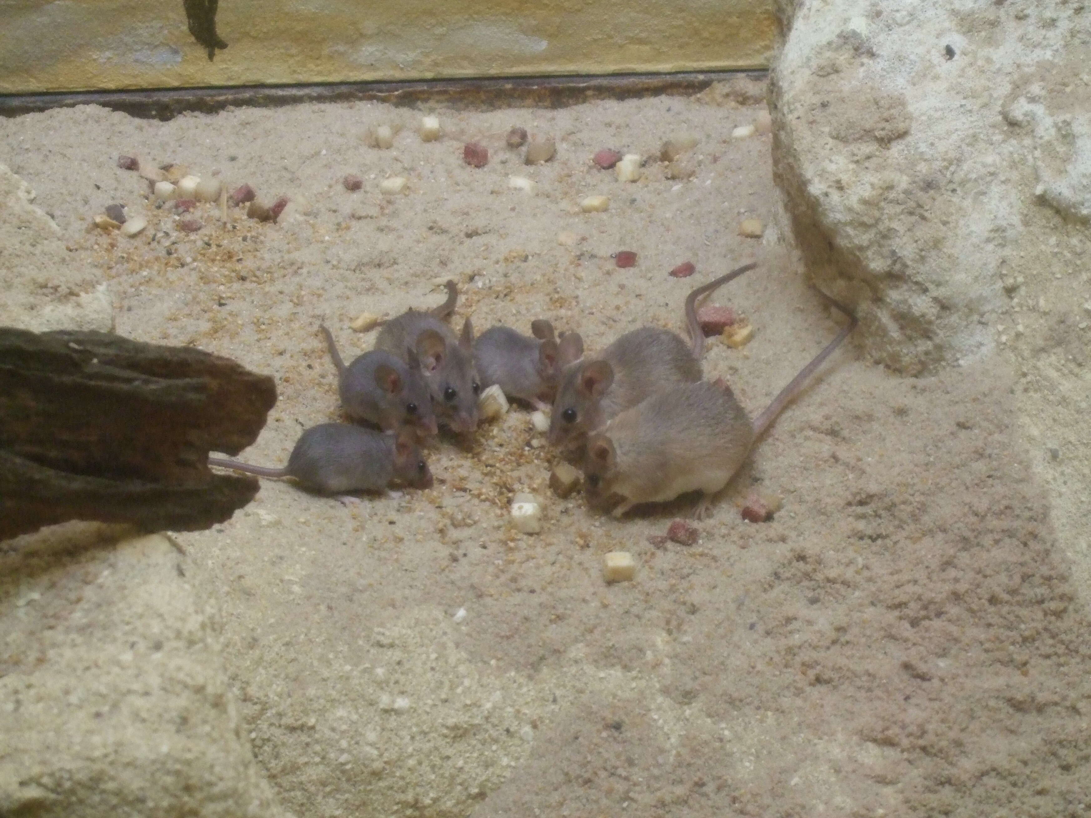 Image of spiny mice, forest mice, and relatives