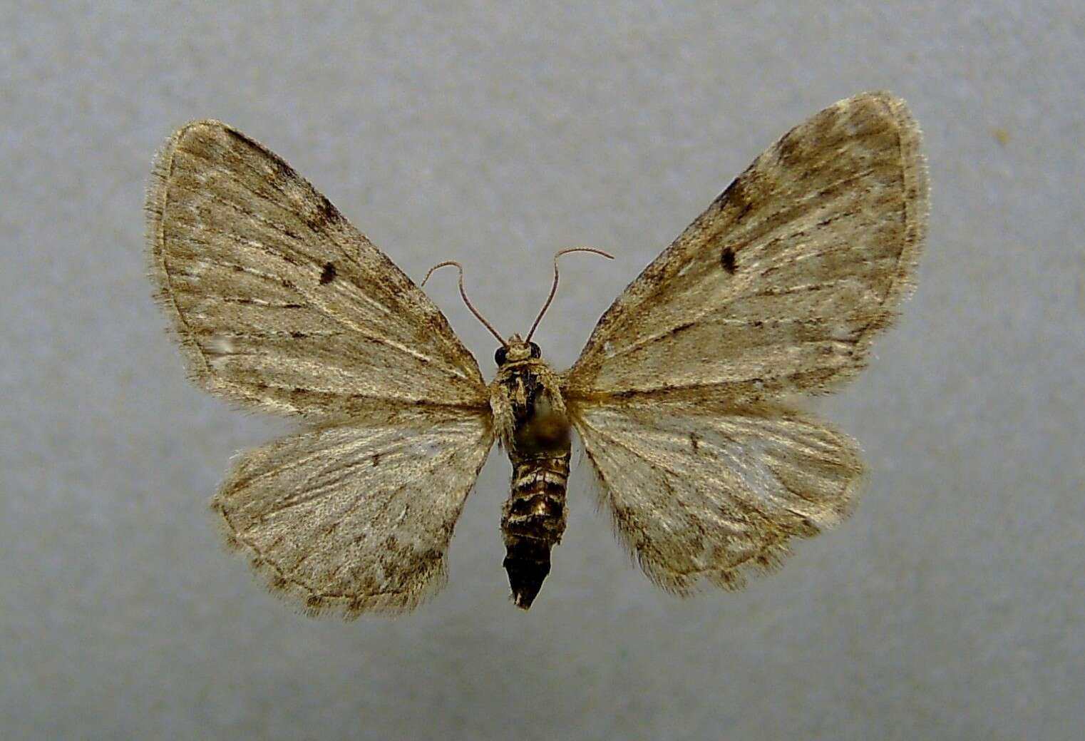 Image of Eupithecia veratraria Herrich-Schäffer