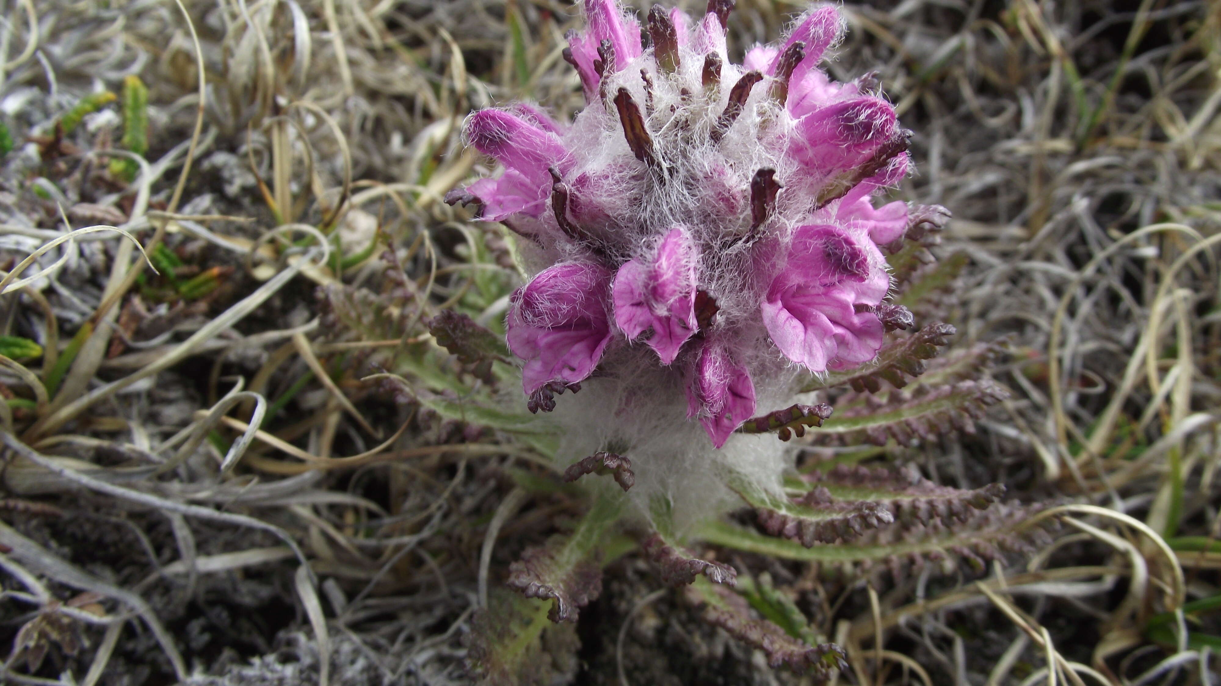 Image of Pedicularis dasyantha Hadac