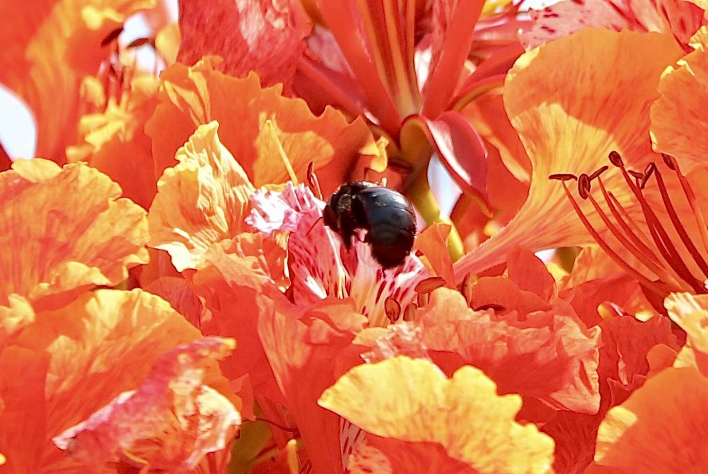 Image of Xylocopa sulcatipes Maa 1970