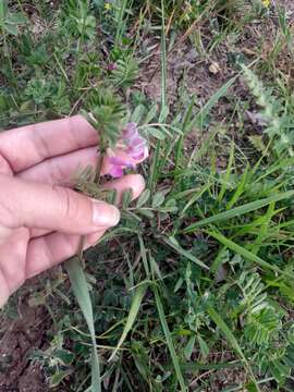 Image of Vicia sativa subsp. cordata (Hoppe) Asch. & Graebn.