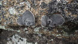 Image of navel lichen