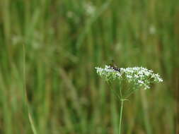 Sivun Jucancistrocerus jucundus (Mocsary 1883) kuva