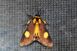 Image of Lophocera