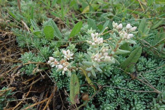 Sedum hispanicum L. resmi