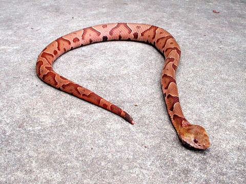 Image of Copperhead