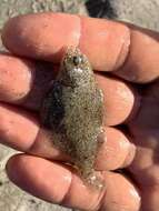 Image of Speckled sanddab