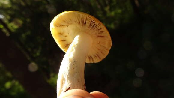 Image of yellow swamp brittlegill