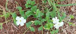 Image of Thunbergia neglecta Sond.