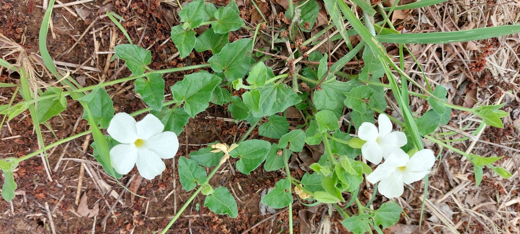 Image of Thunbergia neglecta Sond.