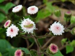 Image of Ageratina viscosissima (Rolfe) R. King & H. Rob.