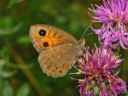 Image of Satyrus ferula