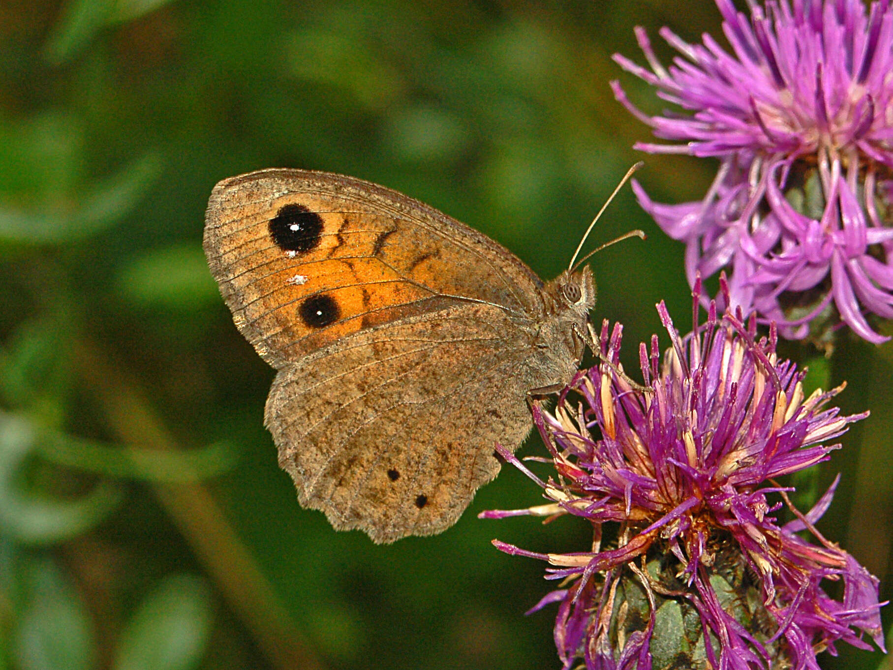 Imagem de Satyrus ferula