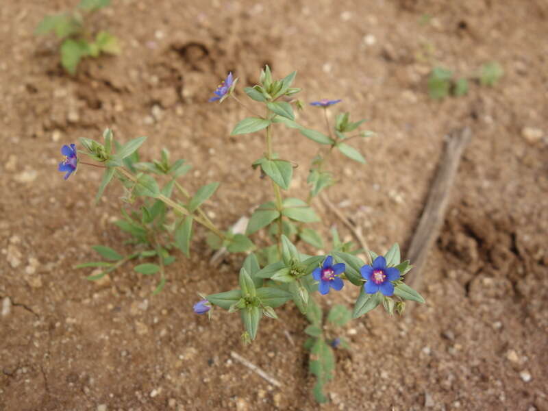 Imagem de Lysimachia foemina (Mill.) U. Manns & Anderb.