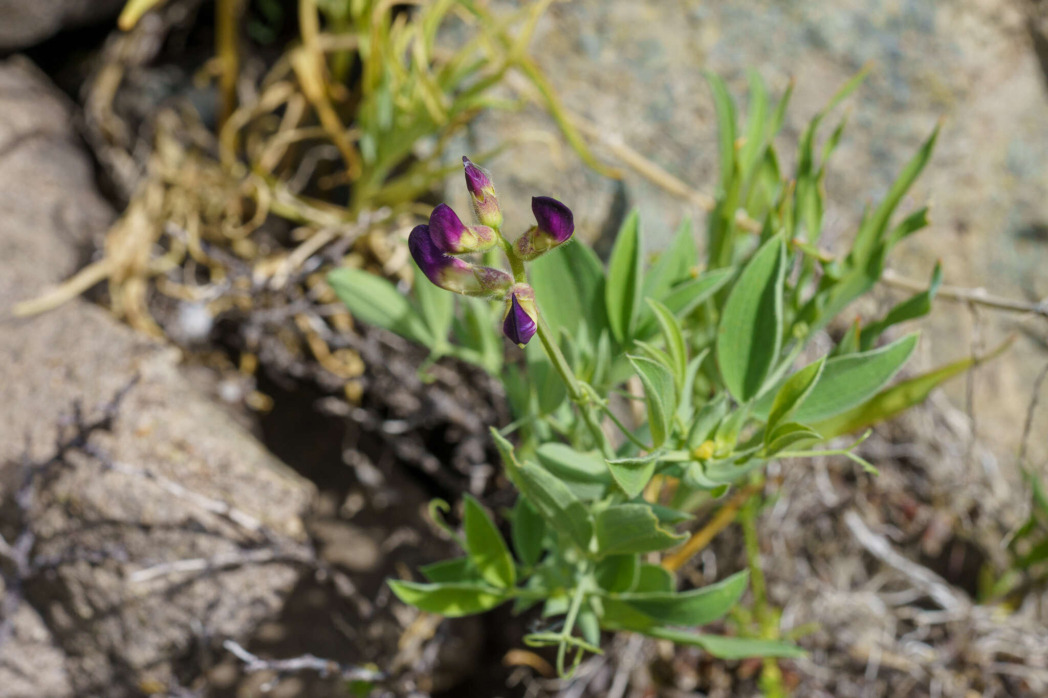 Image of Lathyrus subandinus Phil.