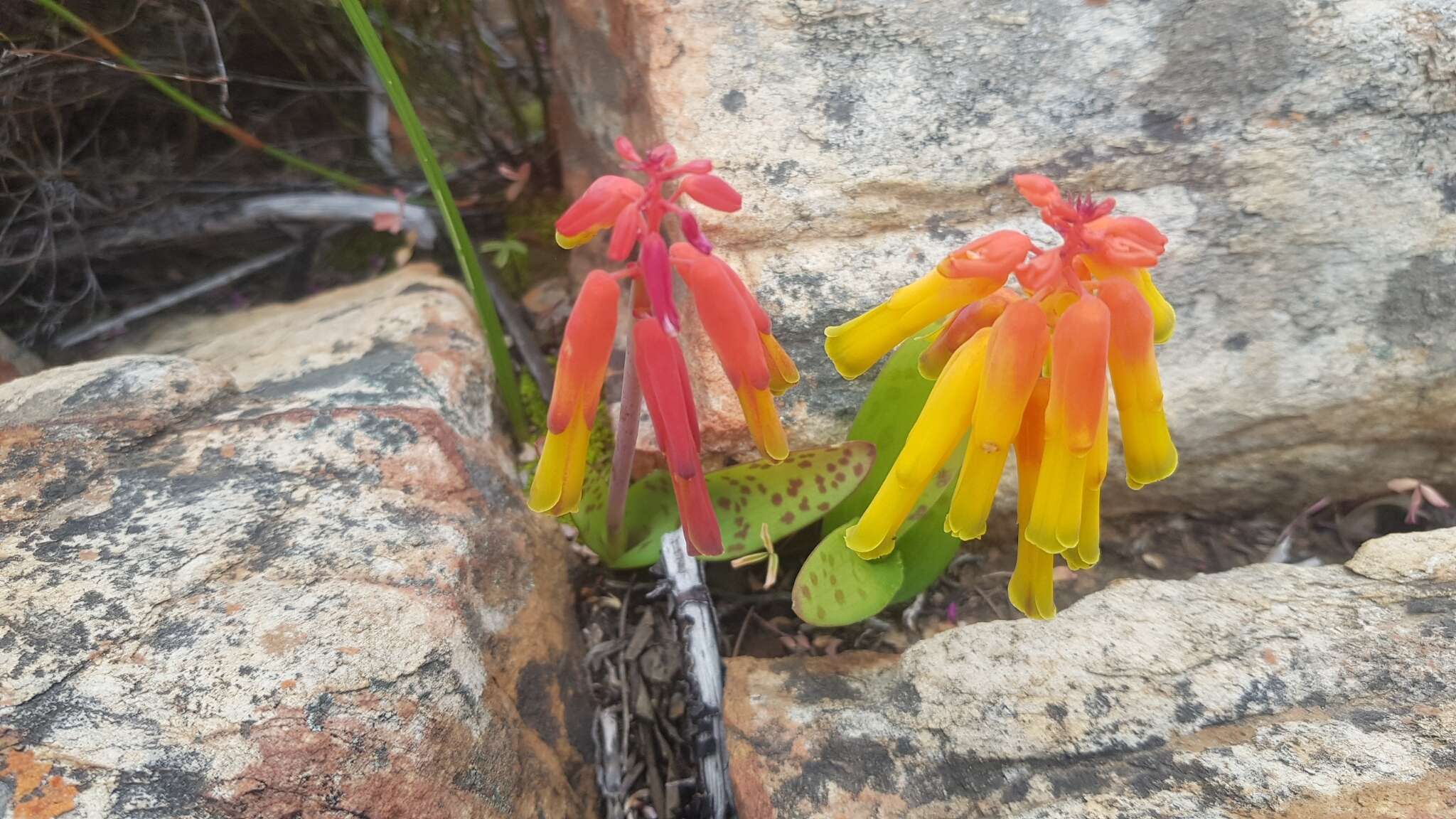 Imagem de Lachenalia callista G. D. Duncan & T. J. Edwards