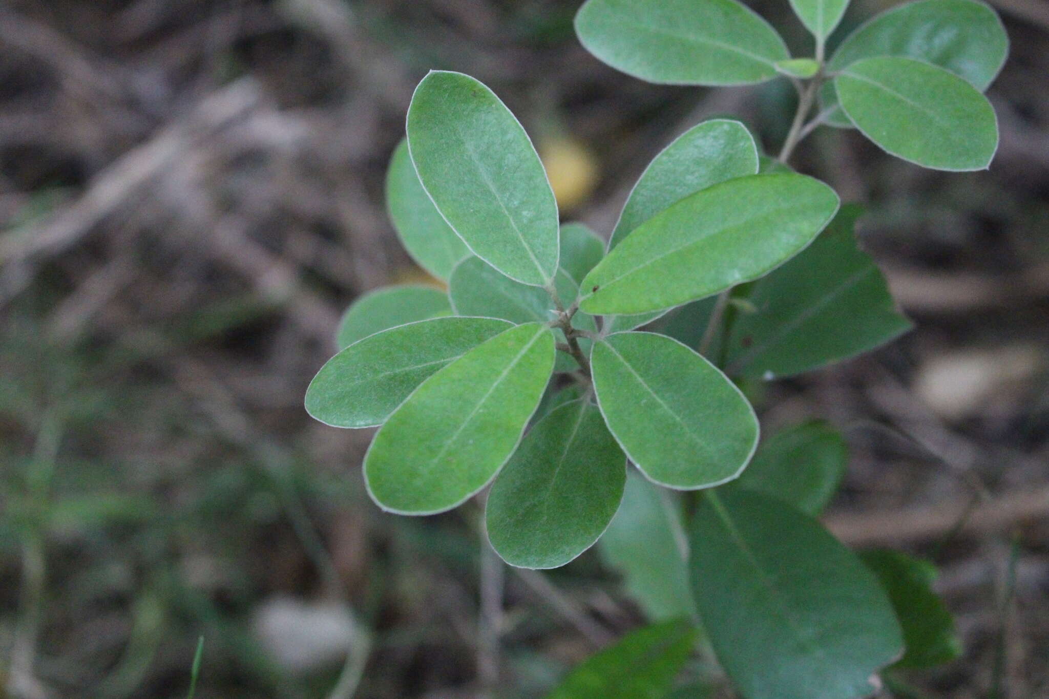 Pittosporum ralphii T. Kirk resmi