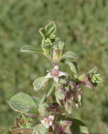 Image of Aizoon herniariifolium (C. Presl) Klak