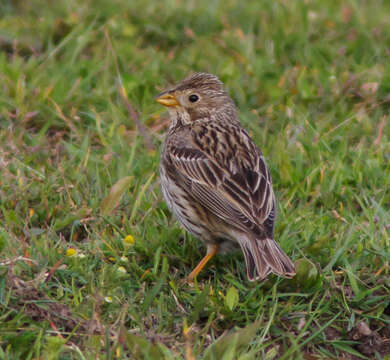 Image of Corn Bunting