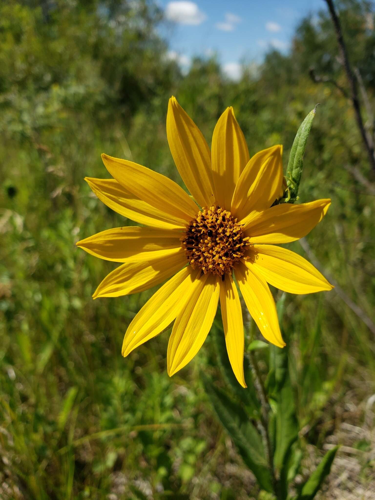 Sivun Helianthus nuttallii Torr. & A. Gray kuva