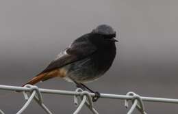 Image of Black Redstart