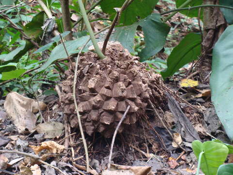 Image of Dioscorea mexicana Scheidw.