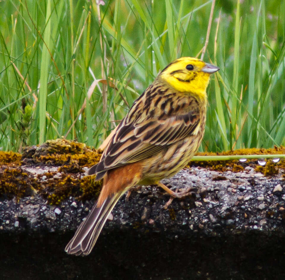 Image of Yellowhammer