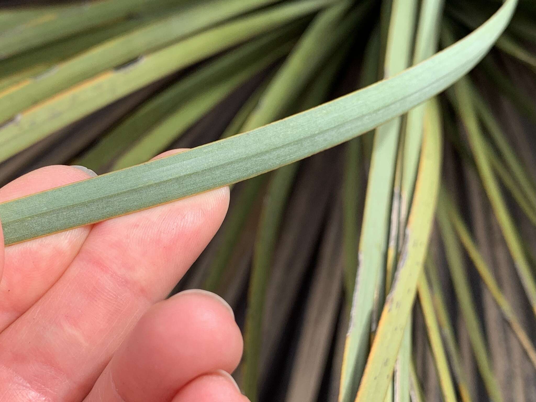 Image of Xanthorrhoea semiplana subsp. tateana (F. Muell.) D. J. Bedford