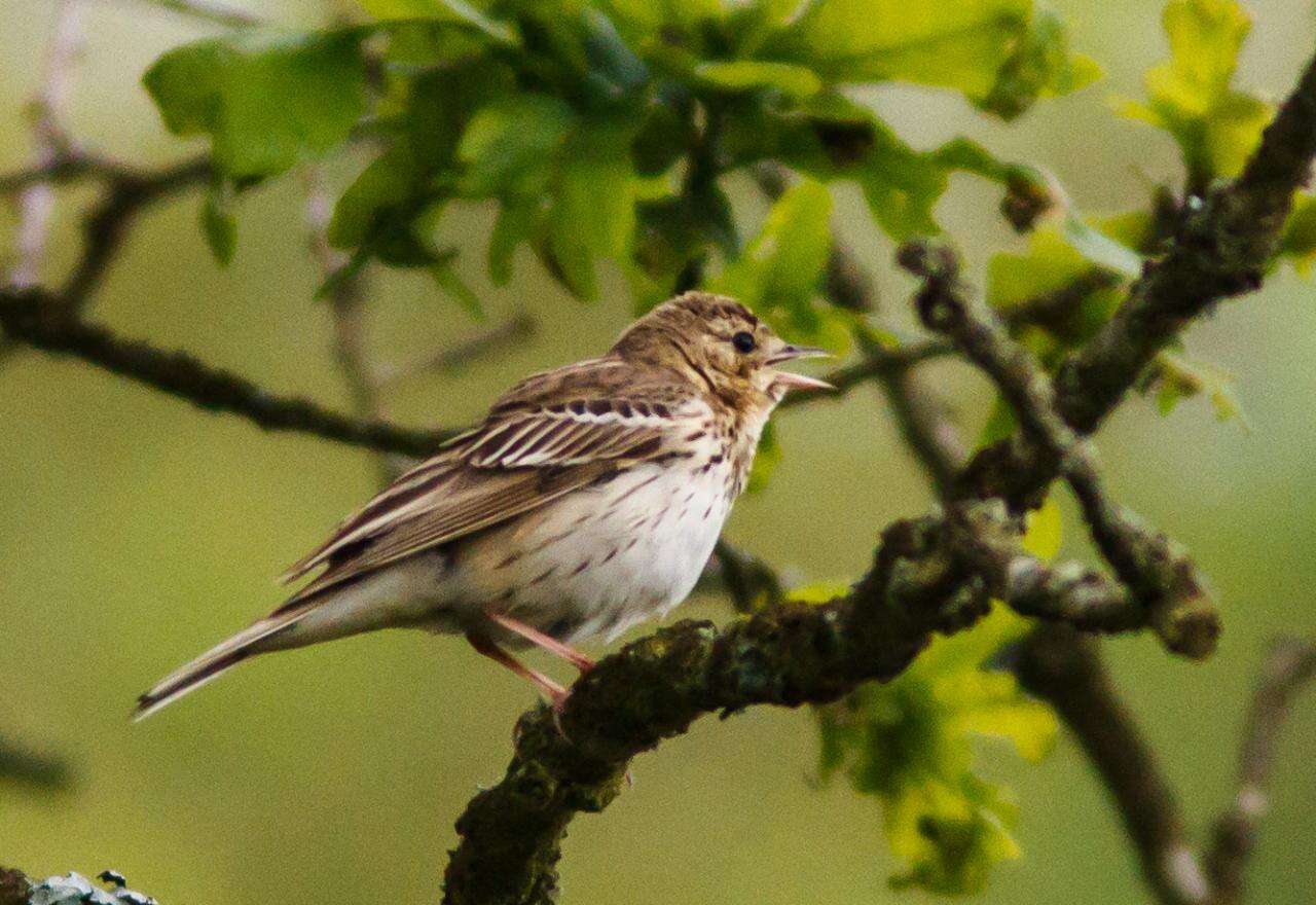 Image of Tree Pipit