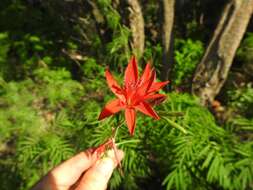 Image of Freesia grandiflora (Baker) Klatt