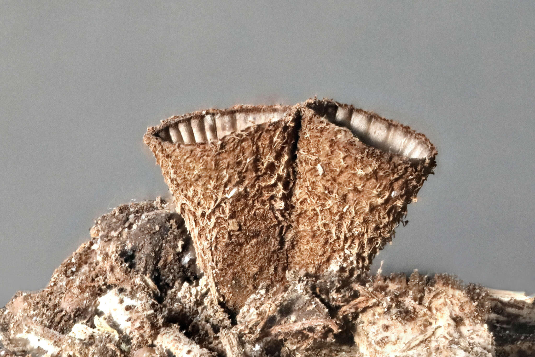 Image of Cyathus striatus (Huds.) Willd. 1787