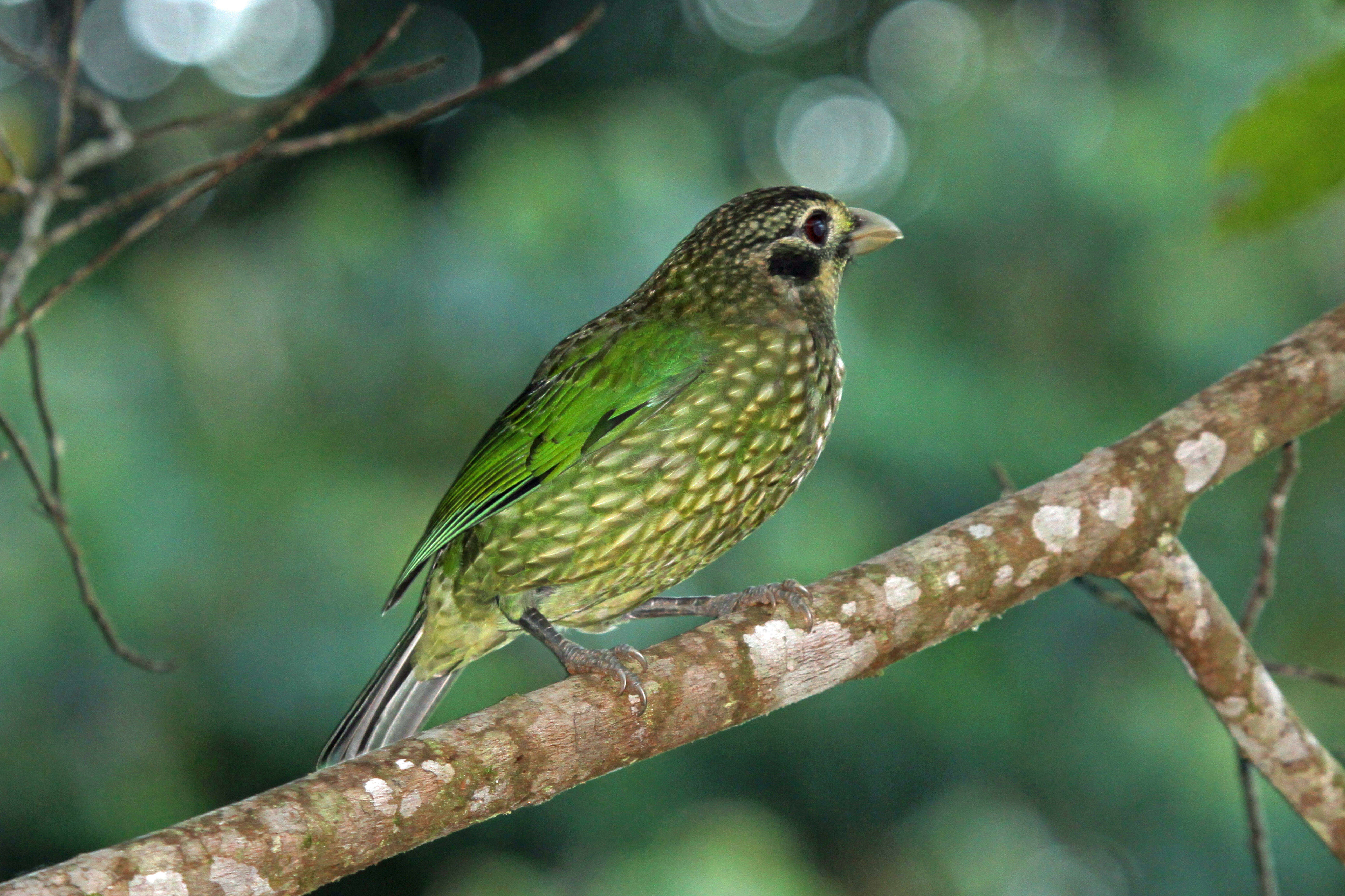 Image of Black-eared Catbird