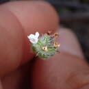 صورة Cryptantha wigginsii I. M. Johnst.