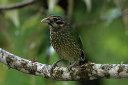 Image of Black-eared Catbird