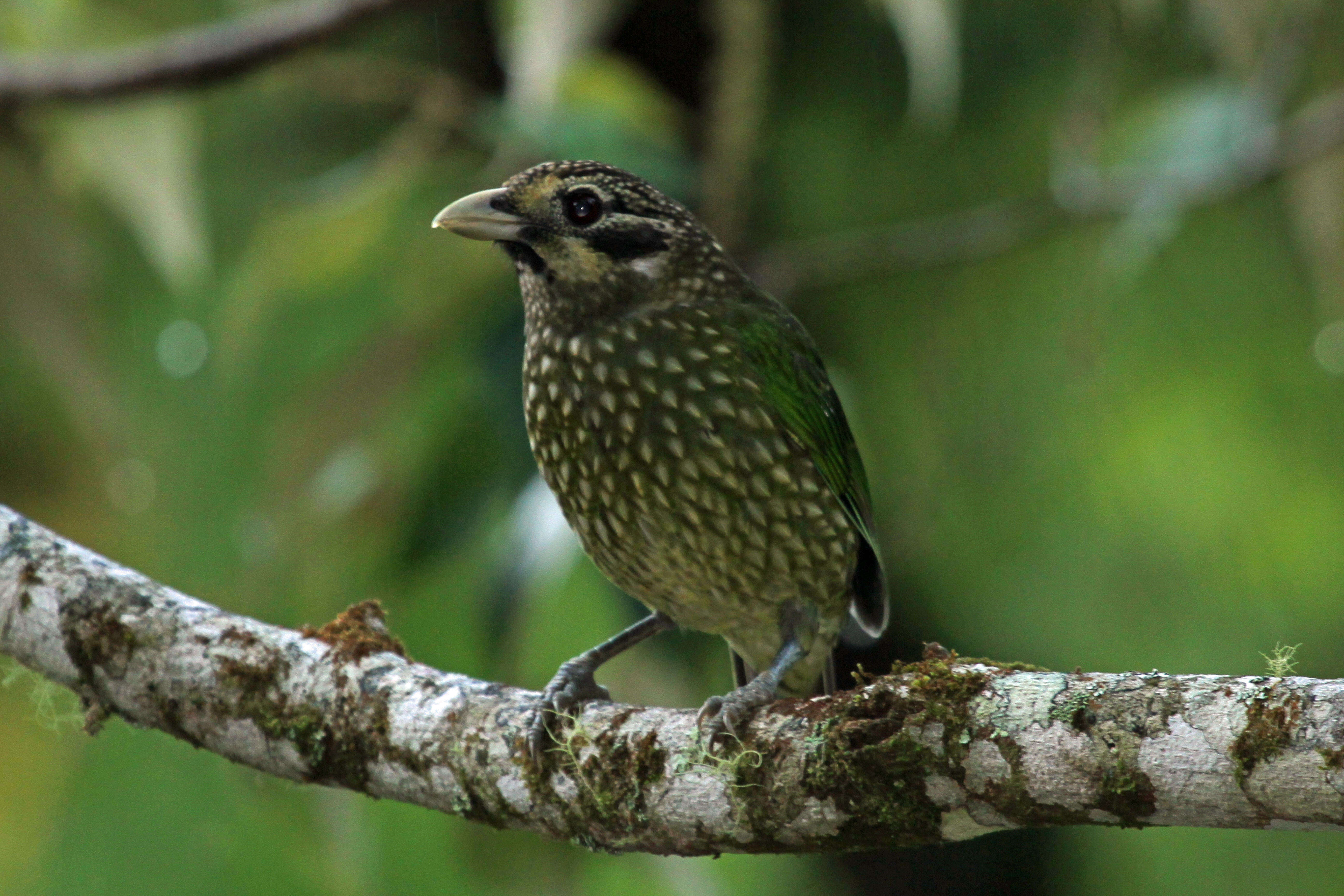 Image of Black-eared Catbird