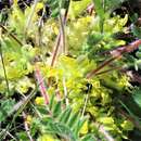 Plancia ëd Astragalus exscapus L.