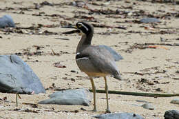 Image of Beach Stone-curlew