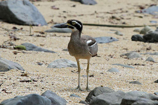 Image of Beach Stone-curlew