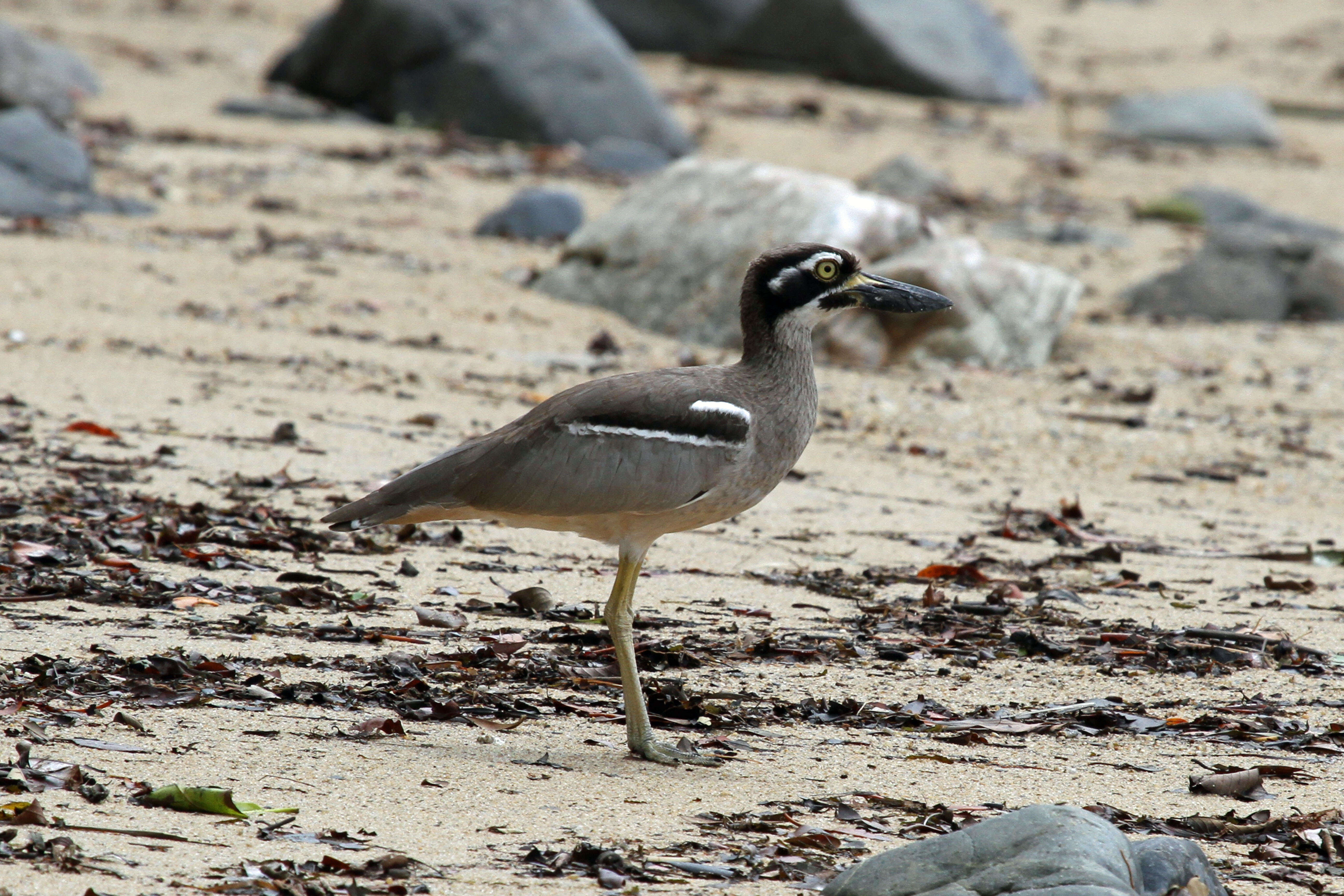 Image of Beach Stone-curlew