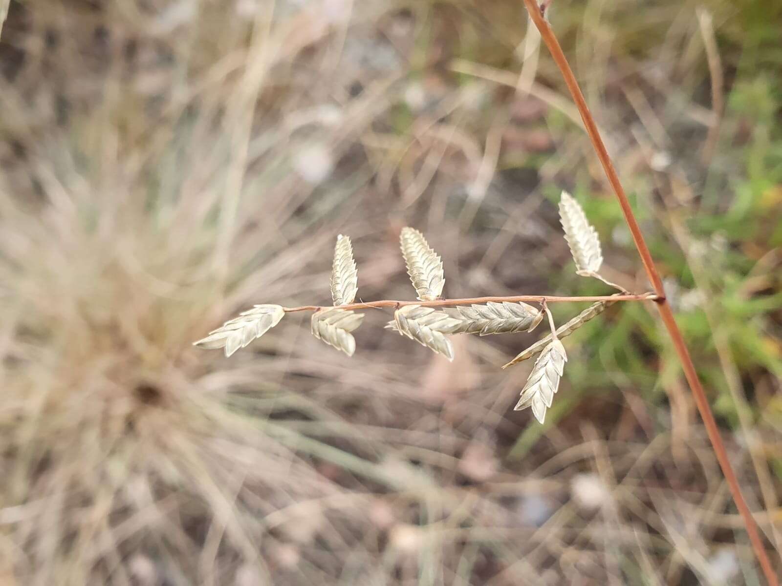 Image of Eragrostis nindensis Ficalho & Hiern