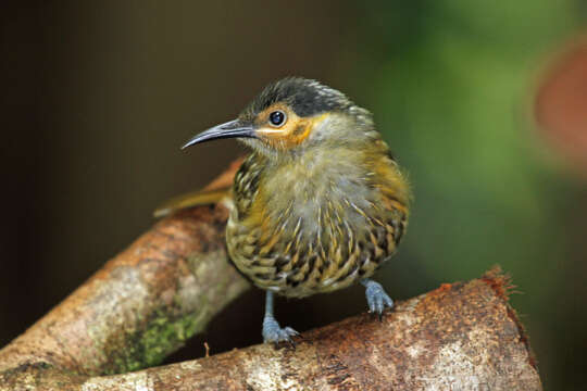 Image of Macleay Honeyeater