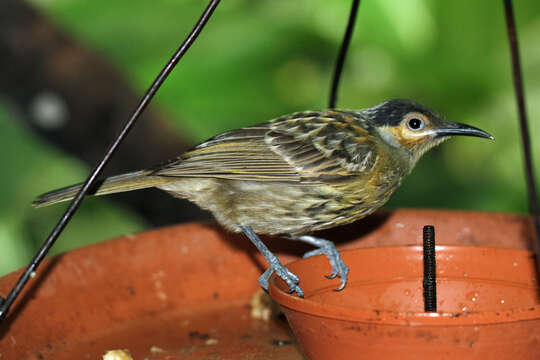 Image of Macleay Honeyeater