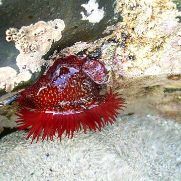 Image of Strawberry anemone